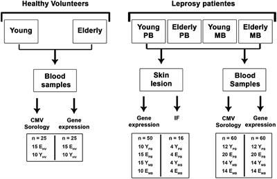 Presence of Senescent and Memory CD8+ Leukocytes as Immunocenescence Markers in Skin Lesions of Elderly Leprosy Patients